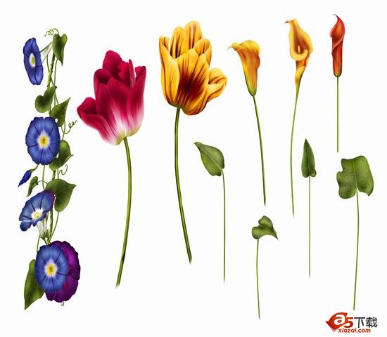 玫瑰花PSD模板