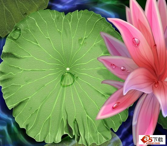 夏日荷花模板(PSD)